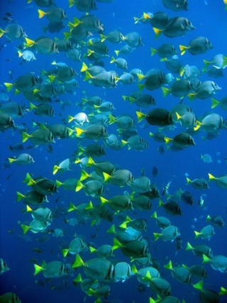 Peces de Los Cabos